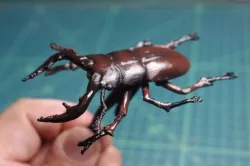 Sawtoothed stag beetle