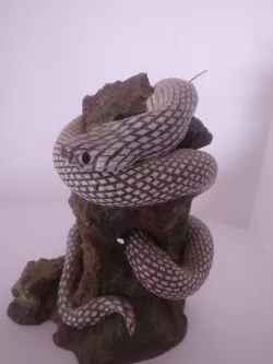 Snake on a rock - Serpiente sobre una roca