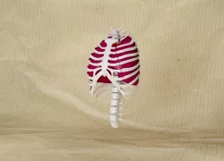 body parts