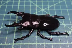 Flat hoe stag beetle (Dorcus titanus)