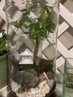 Japanese Garden House