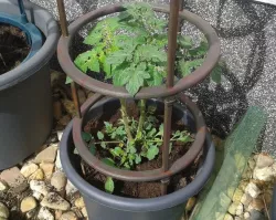 Parametric - Climbing Plant Support - Kletterhilfe