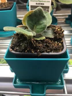 Plant Pot 2"X2" Rectangular Base
