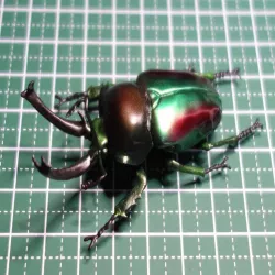 Rainbow stag beetle (Phalacrognathus muelleri)