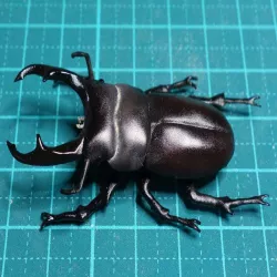Tiny stag beetle (Dorcus rectus)
