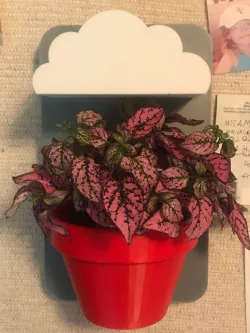 Wall-Mounted Planter