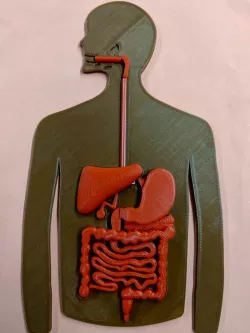 Digestive System Puzzle