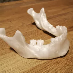 3D Scanned Human Mandible / Jaw Bone