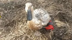 Duck foot medical cast