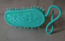 Bacterial Cell Model
