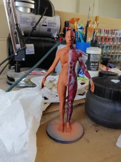 Female Anatomy Reference