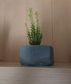 Huge nut cactus pot