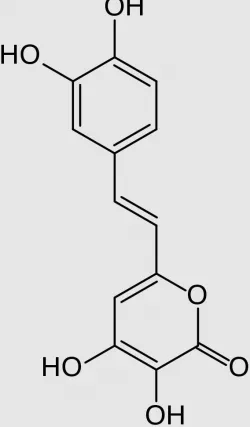 Luciferin Fungi