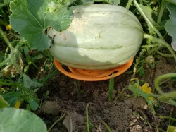 Melon Cradle