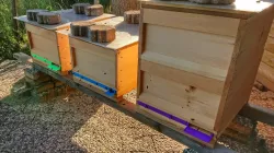 Beehive landing strip / entrance lock 