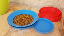 Cat plate anti ants / Gamelle chat anti fourmi