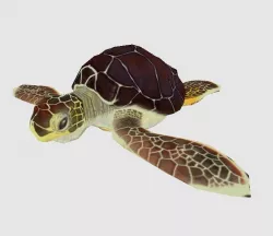Green Sea Turtle Low Poly
