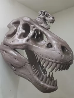 Huge T-Rex skull
