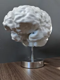 Human Brain