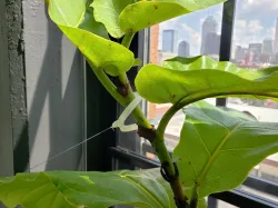 Plant Trainer Tie (Two Sizes)