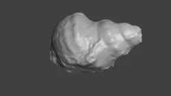 Sea Shell