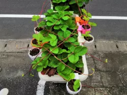 Strawberry pot