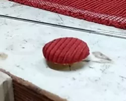 tufting button ( for heavy fabric )