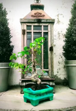 Bonsai Plant Pot