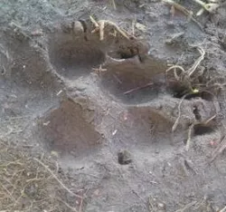Coyote track
