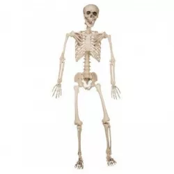 Esqueleto del Ser Humano
