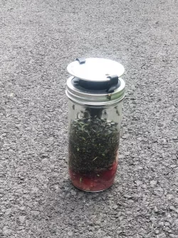 Fly trap for mason jars