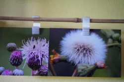 photo hanger or stand