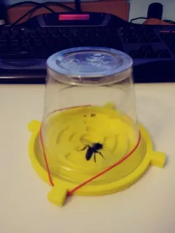Solo cup bee holder