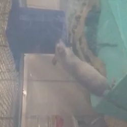 Better Food Hopper for Mice