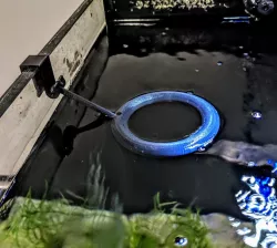 Feeding Fish Ring