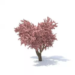 Apple tree 3D model