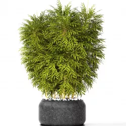 Bamboo 3D model