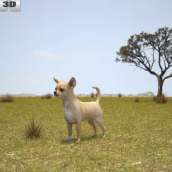Chihuahua 3D model