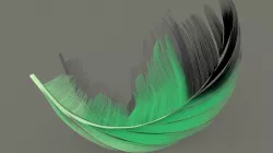 feather  3D model