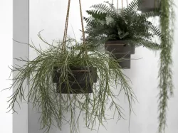 Hanging Pots with Plants 3D model