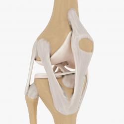 3d knee model 【 STLFinder