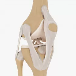 Knee-joint 3D model