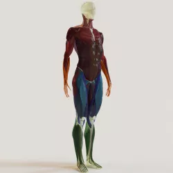 Muscles and skeleton 3D model