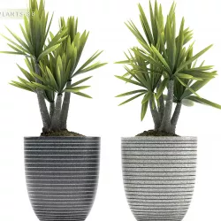 Plant 88 3D model