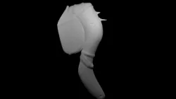 Primitive Axe  3D model