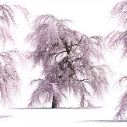 Sakura Tree 3D model