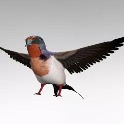 Swallow 3D model