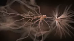 Ultra Realistic Neurons set of 9 unique variations  3D model