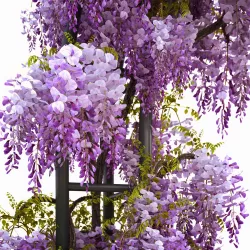 Wisteria Arch 3D model