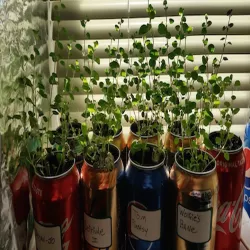 Modular Can Garden